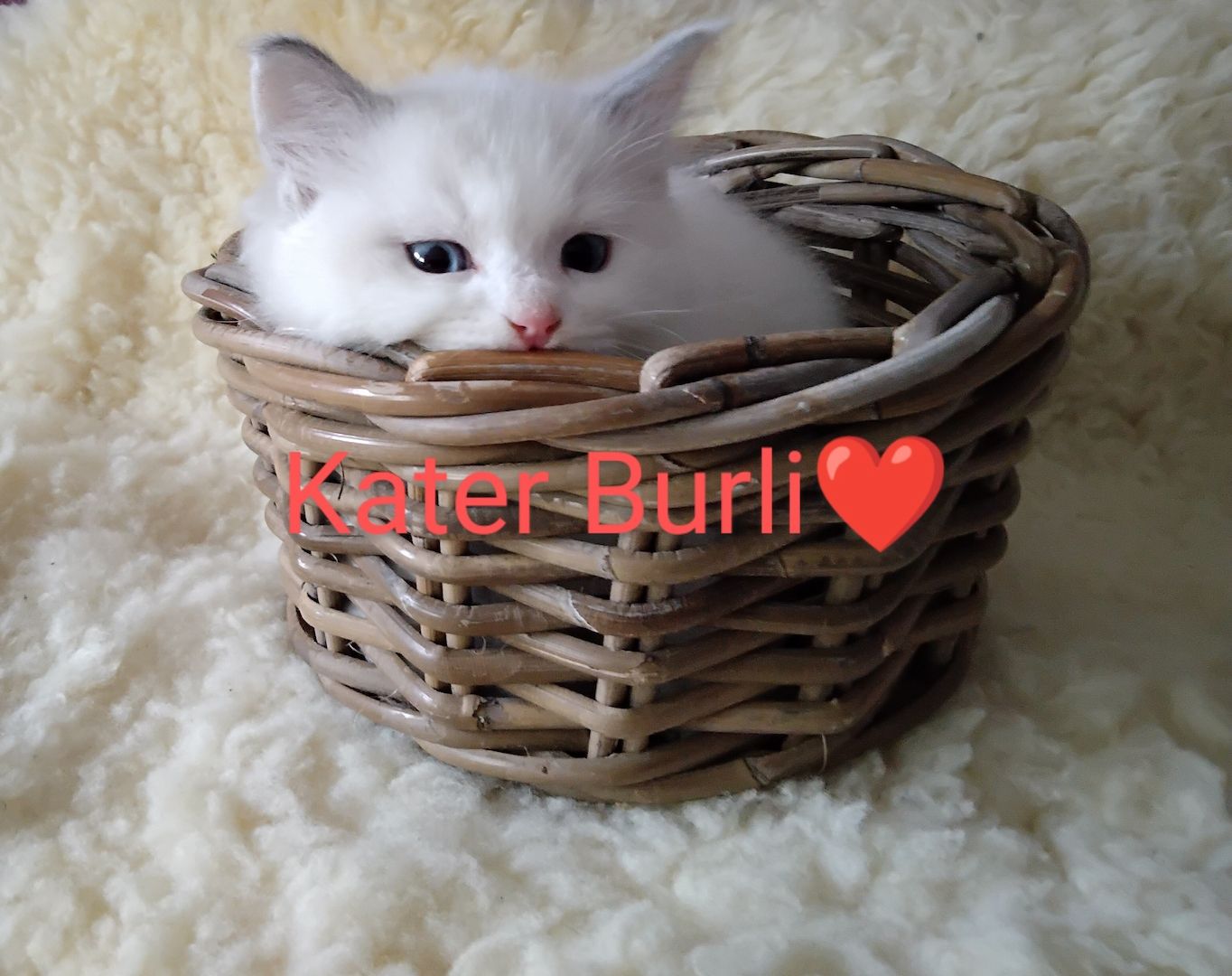 Ragdoll kitten mit Stammbaum