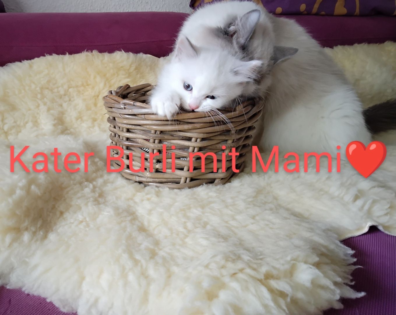 Ragdoll kitten mit Stammbaum