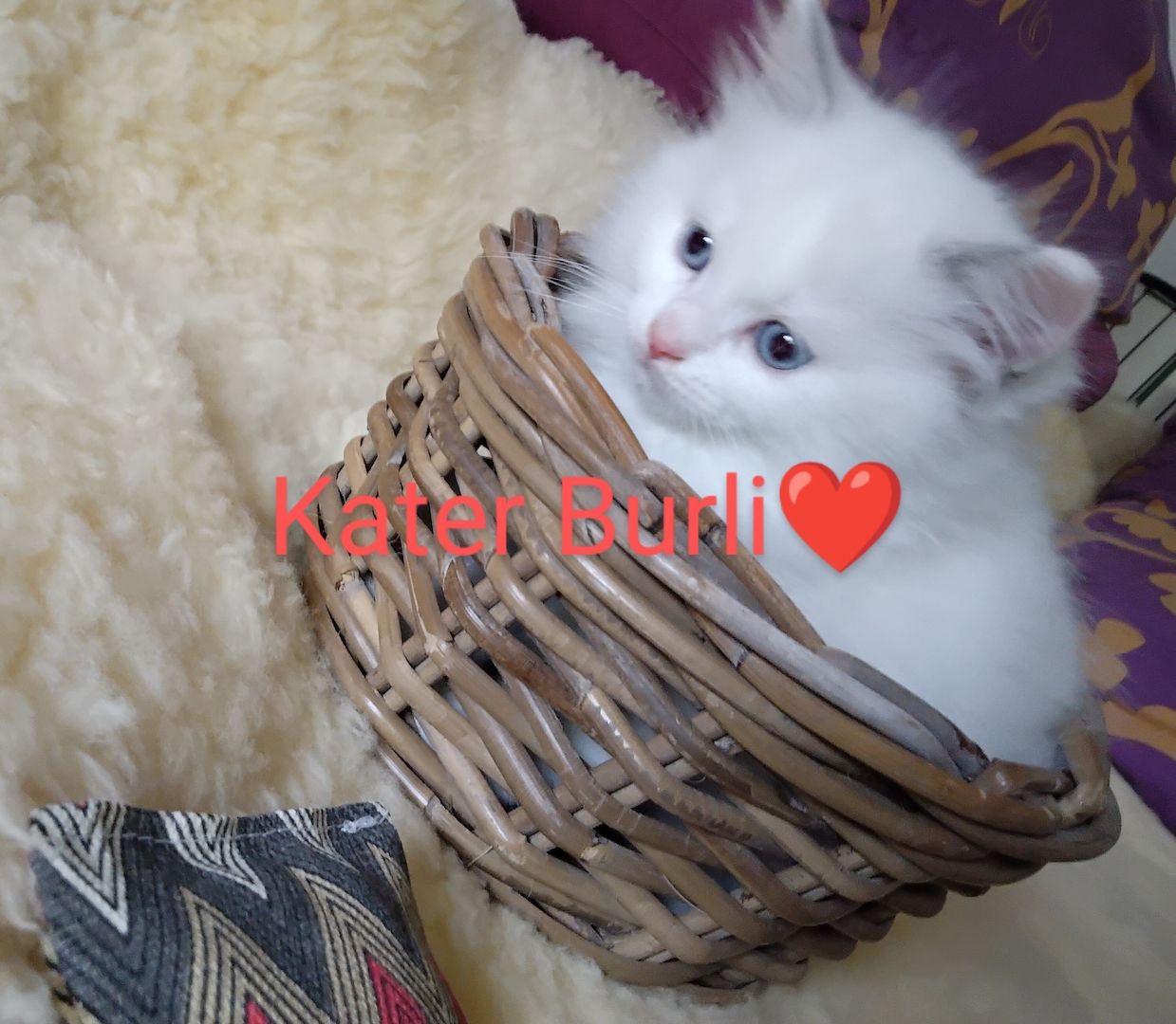 Ragdoll kitten mit Stammbaum