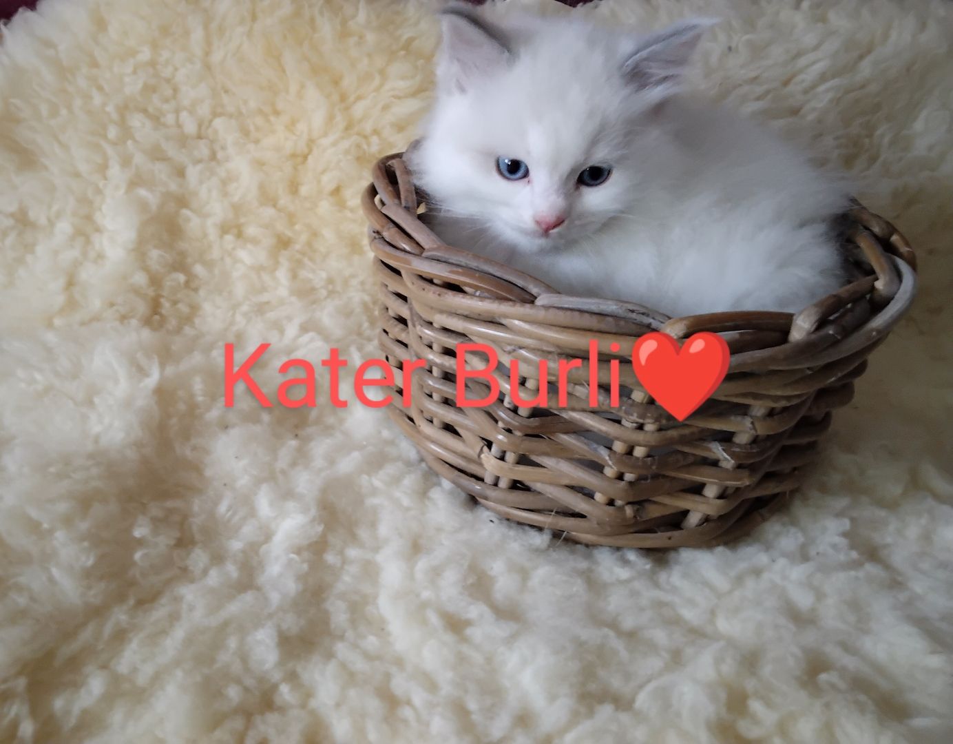 Ragdoll kitten mit Stammbaum