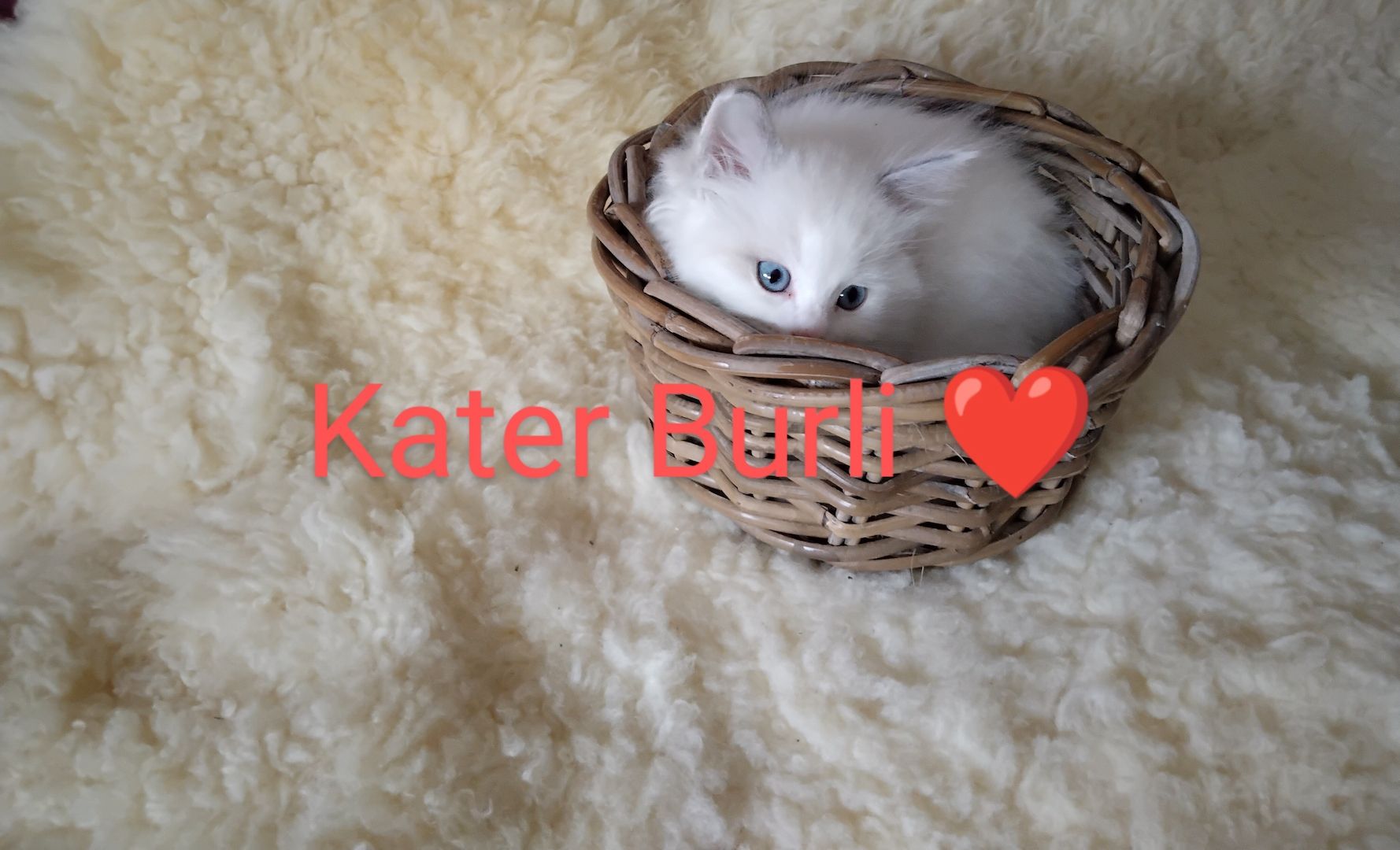 Ragdoll kitten mit Stammbaum