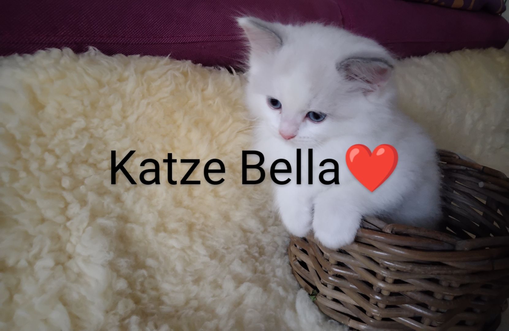 Ragdoll kitten mit Stammbaum