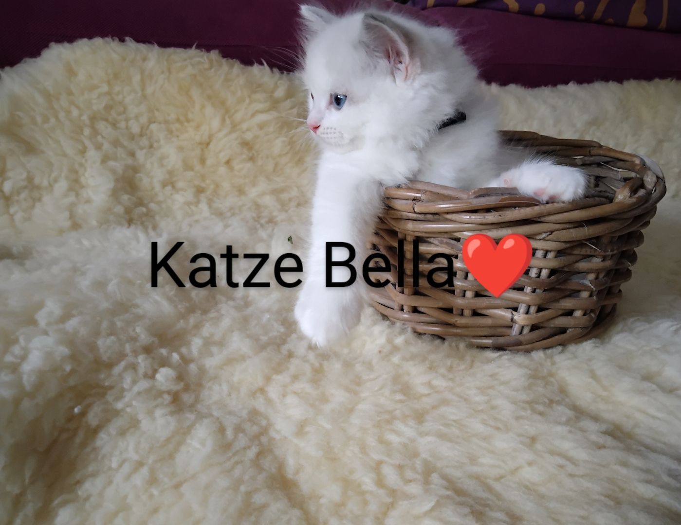 Ragdoll kitten mit Stammbaum
