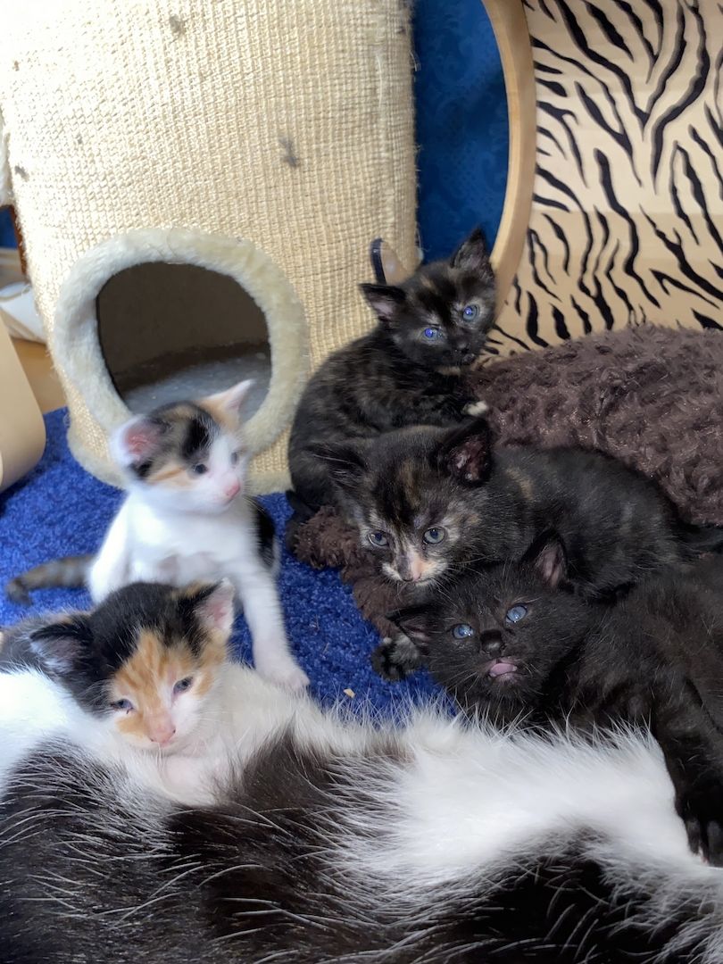 8 Babykatzen abzugeben