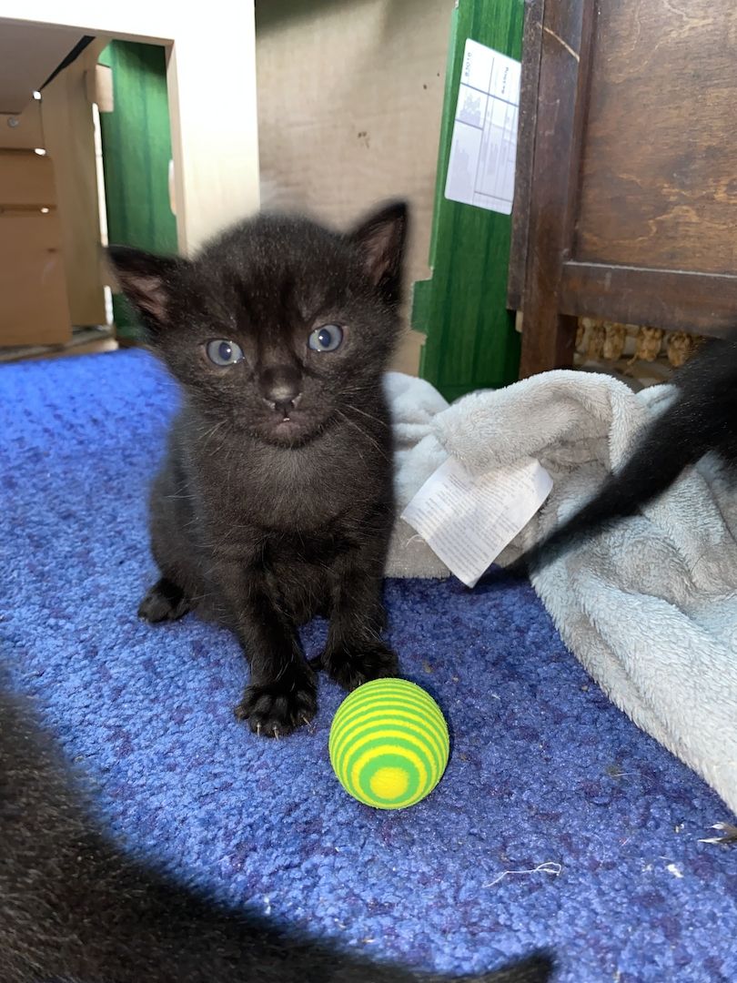 8 Babykatzen abzugeben