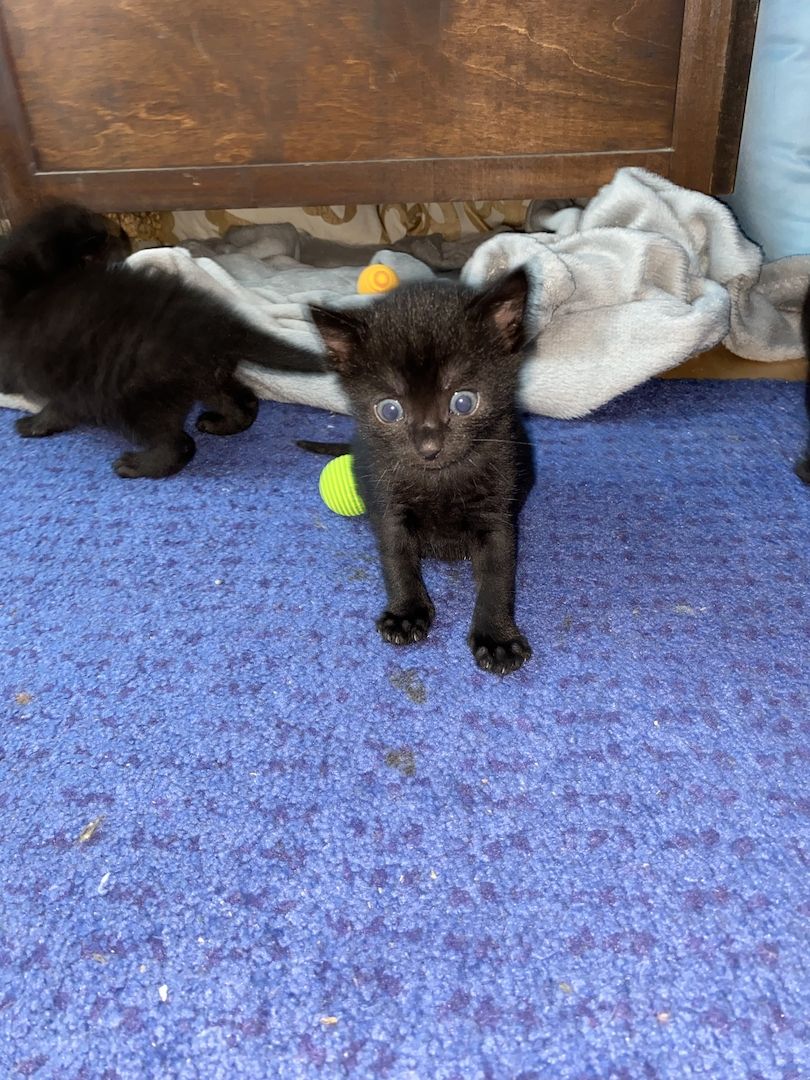 8 Babykatzen abzugeben