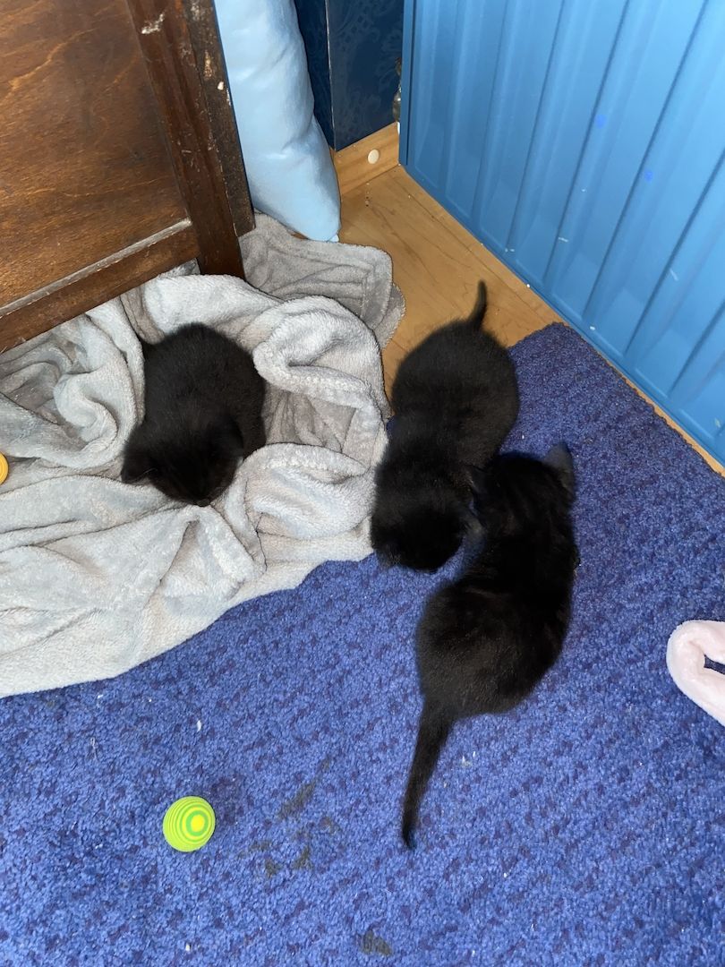 8 Babykatzen abzugeben