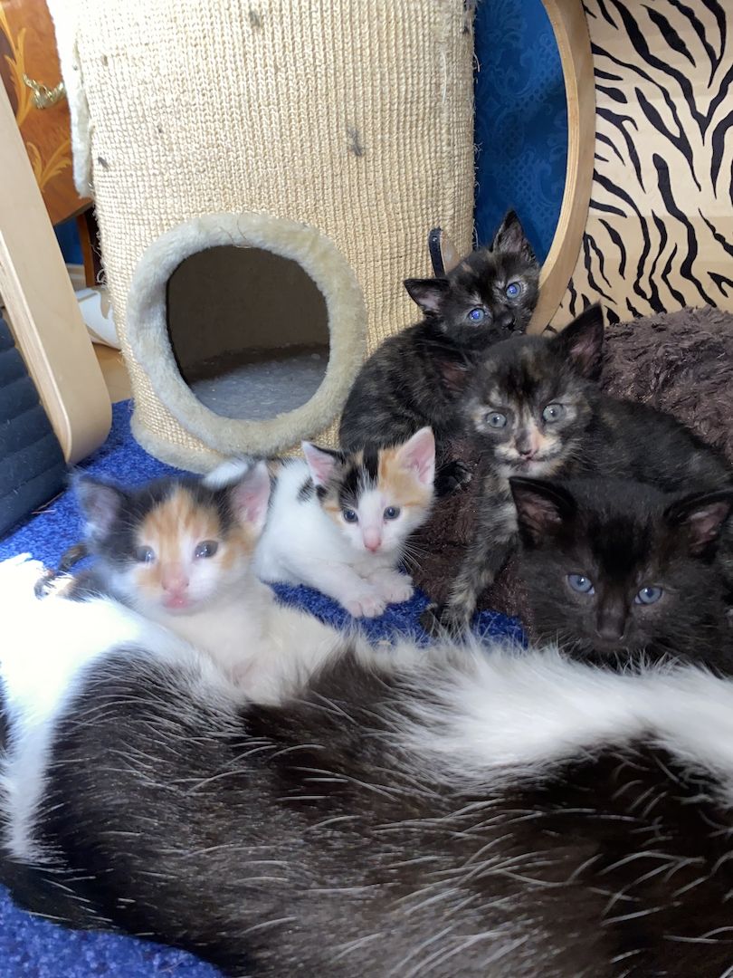 8 Babykatzen abzugeben