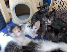 8 Babykatzen abzugeben