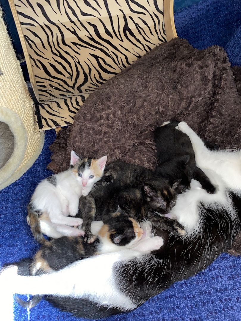 8 Babykatzen abzugeben