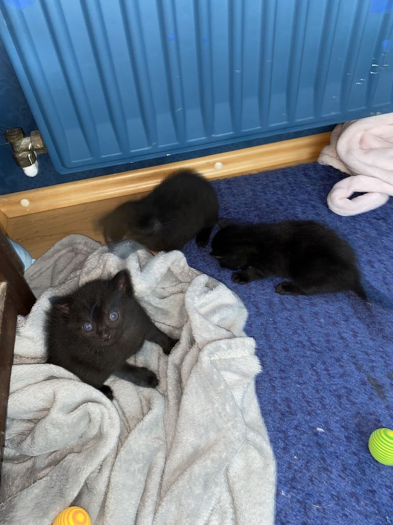 8 Babykatzen abzugeben