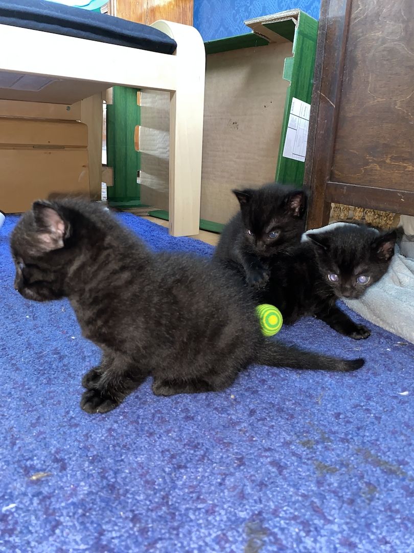 8 Babykatzen abzugeben