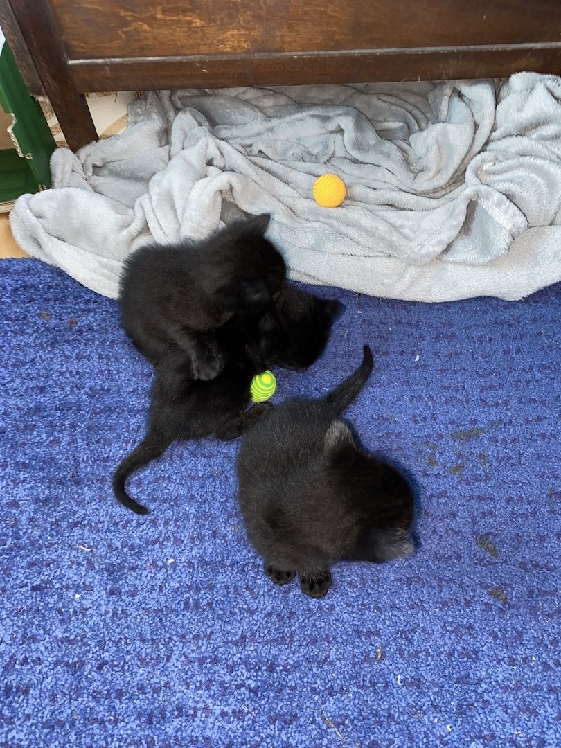 8 Babykatzen abzugeben