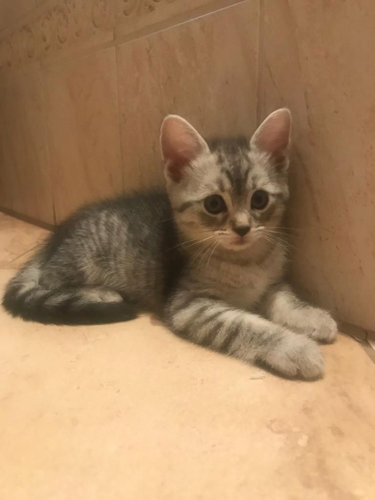 Katzenmix, Kitten, BLH/Main Coon-Siam-Mix