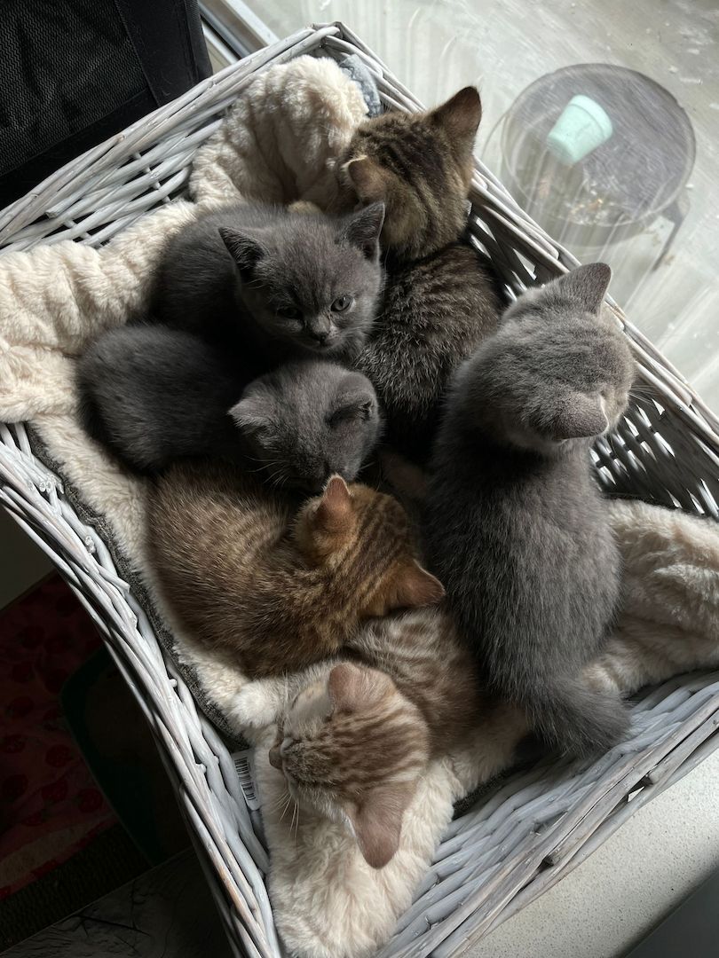 British Kurzhaar Katzenwelpen