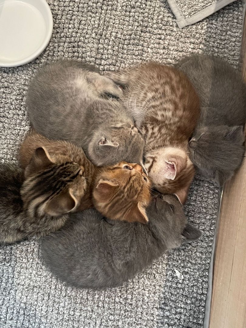 British Kurzhaar Katzenwelpen