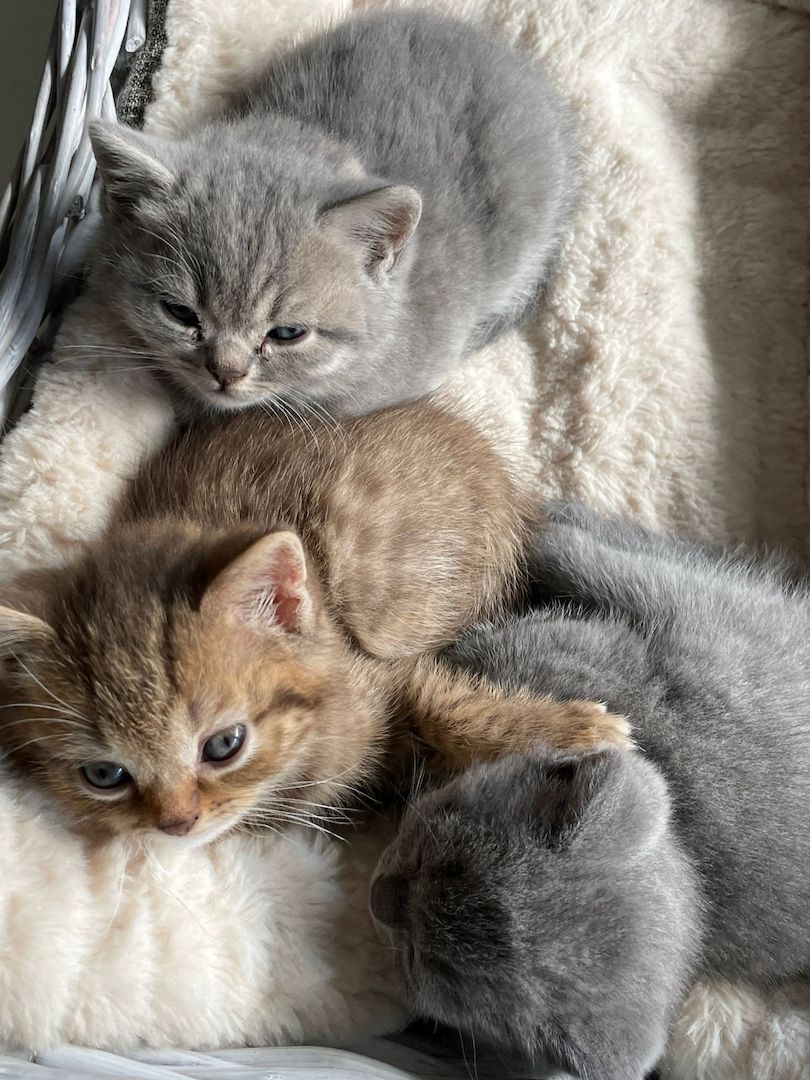 British Kurzhaar Katzenwelpen