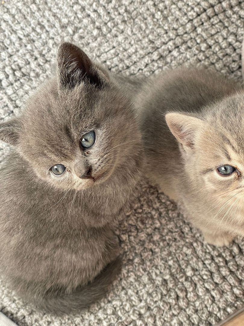 British Kurzhaar Katzenwelpen