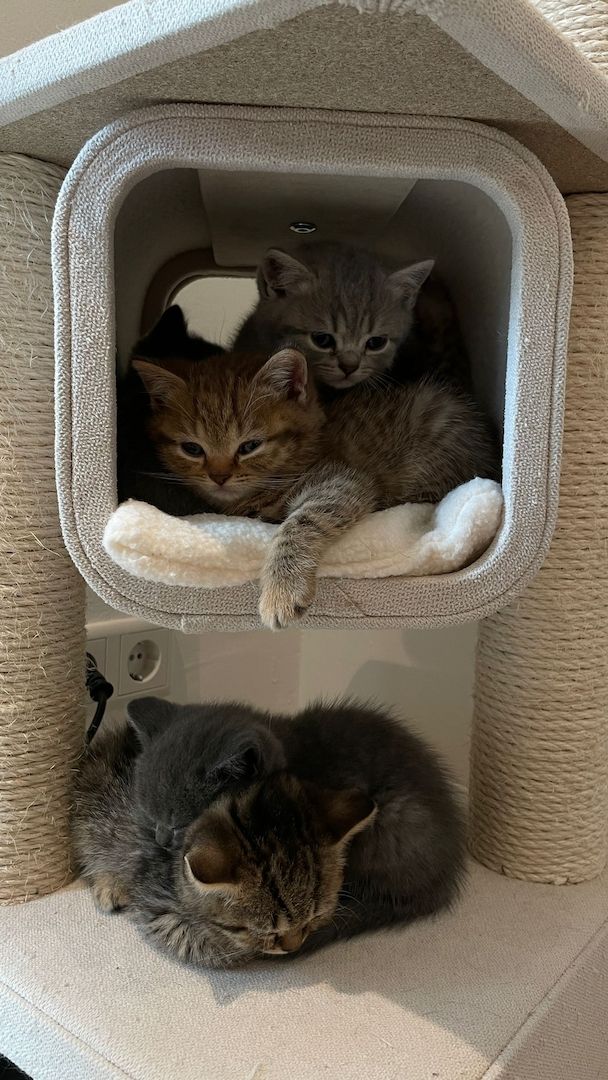 British Kurzhaar Katzenwelpen