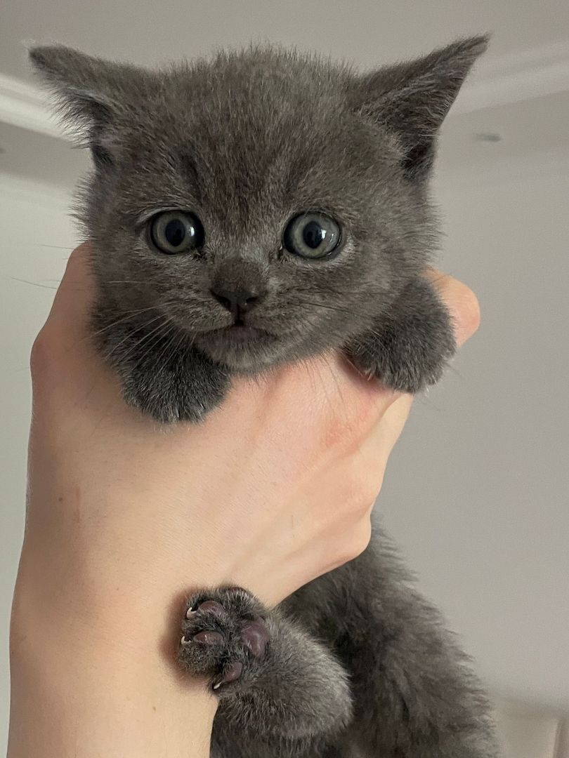 British Kurzhaar Katzenwelpen