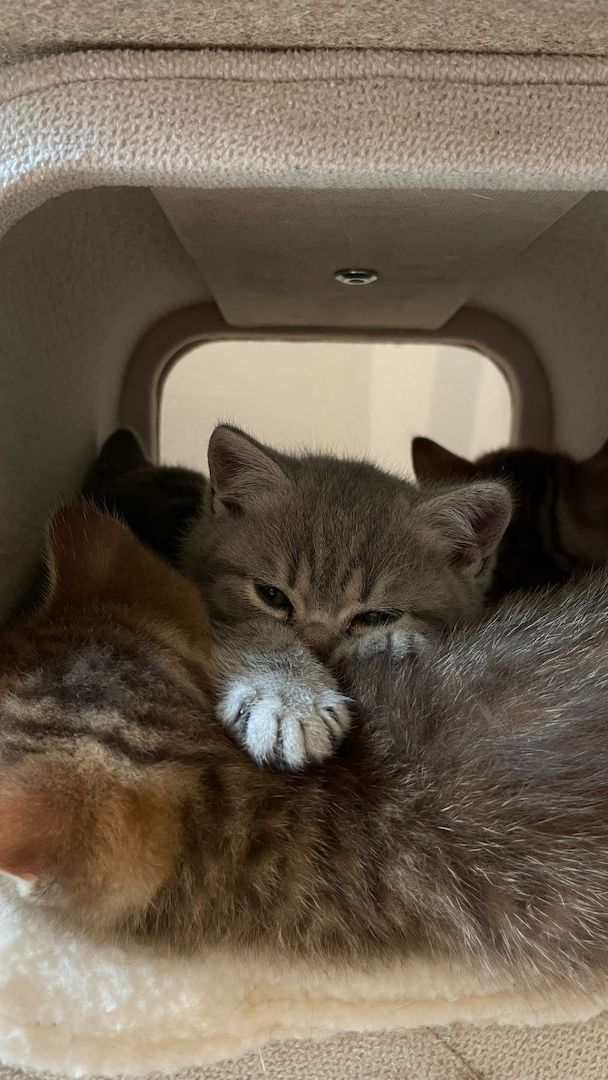 British Kurzhaar Katzenwelpen