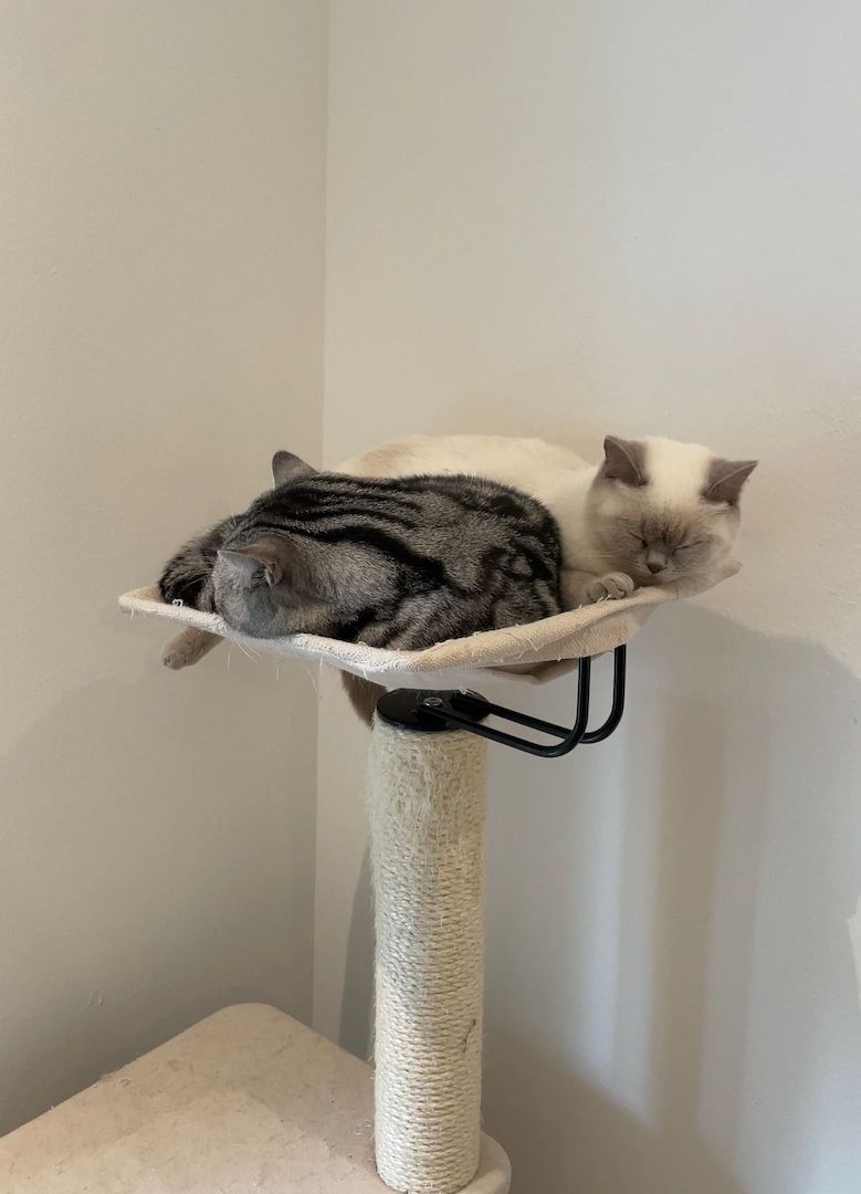 British Kurzhaar Katzenwelpen