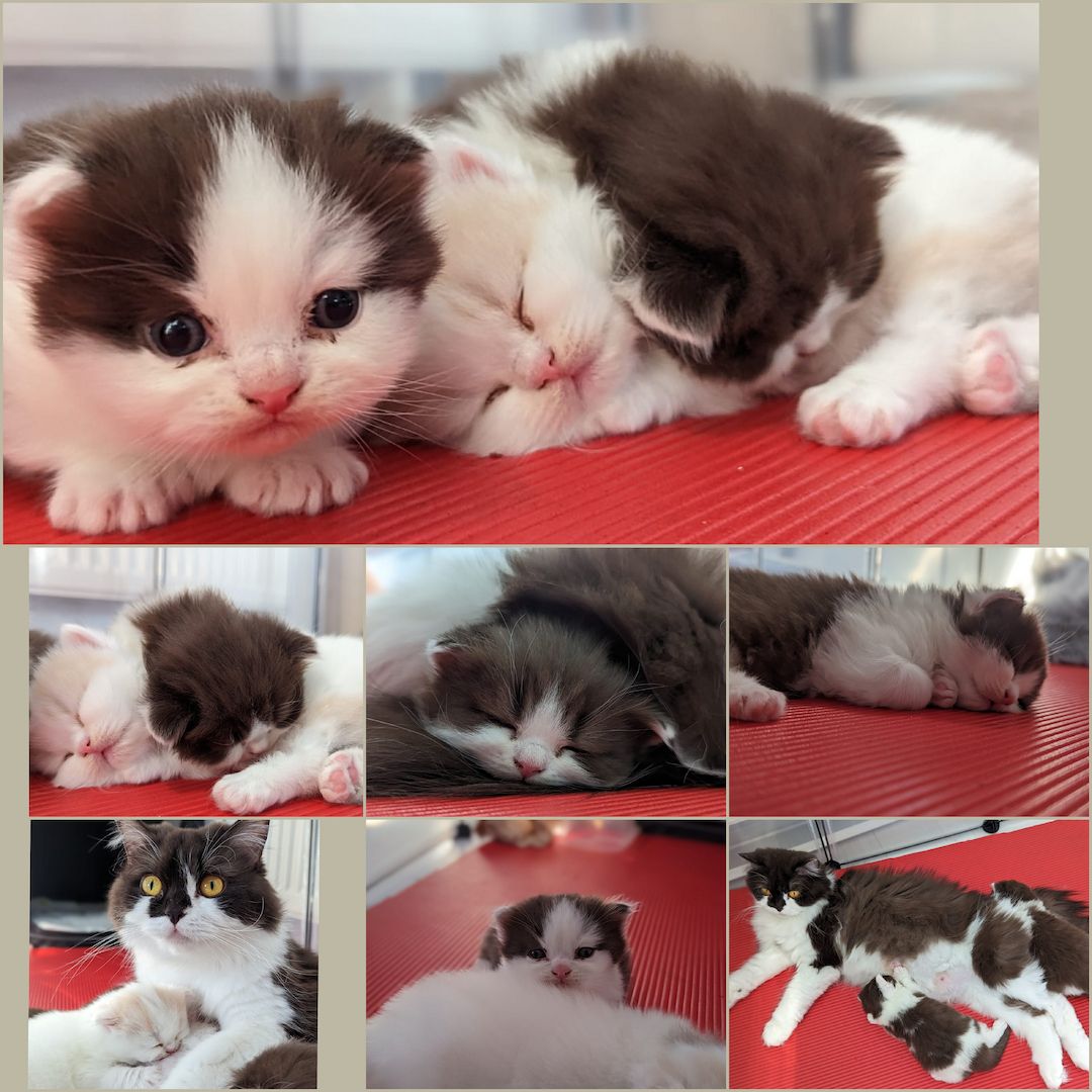 BKH / BLH Kitten mit Stammbaum