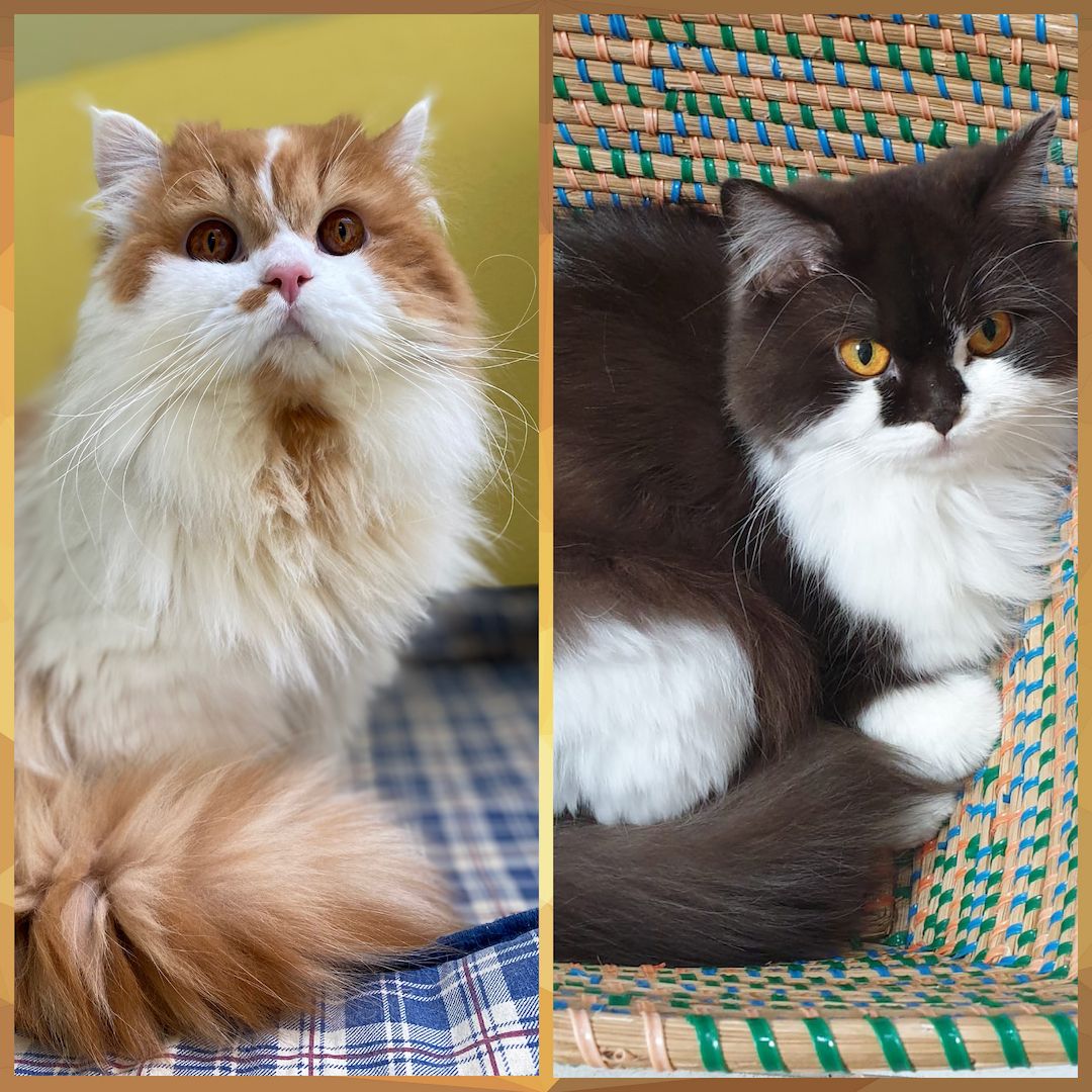 BKH / BLH Kitten mit Stammbaum