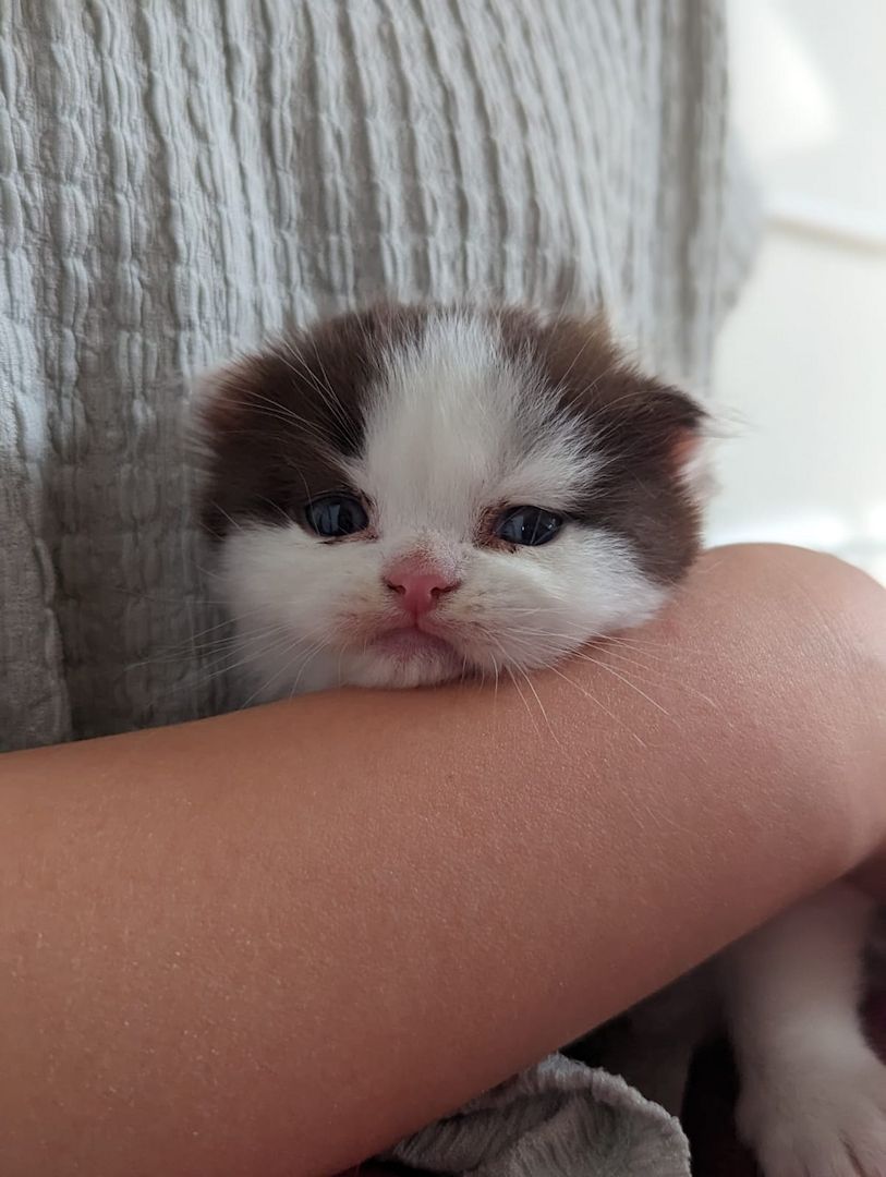 BKH / BLH Kitten mit Stammbaum