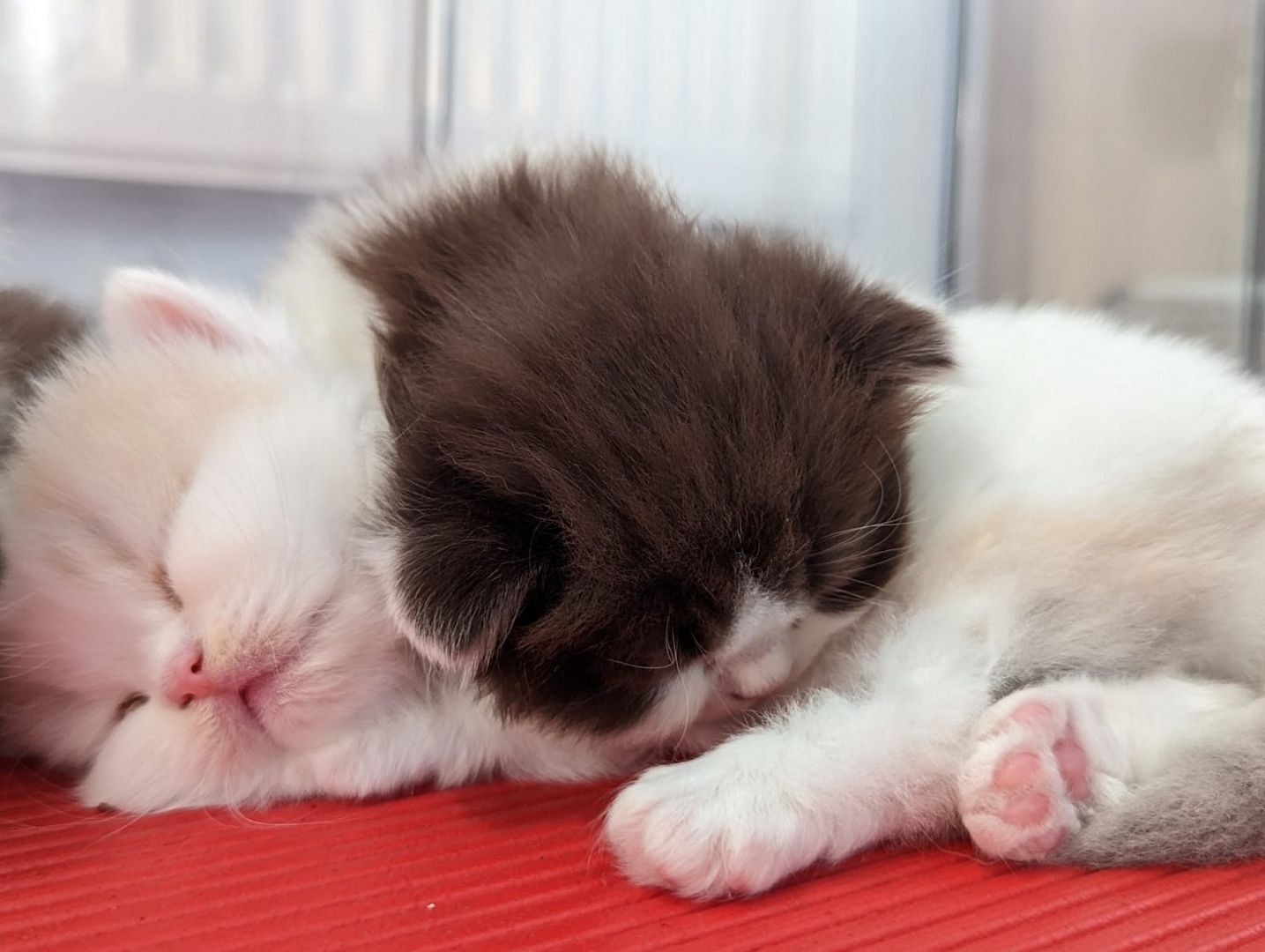 BKH / BLH Kitten mit Stammbaum