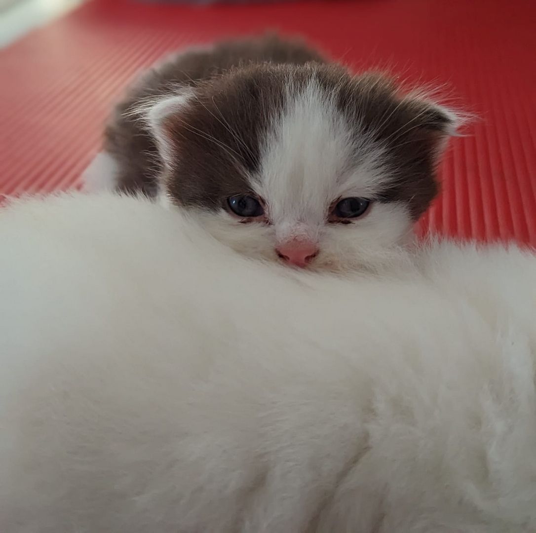 BKH / BLH Kitten mit Stammbaum