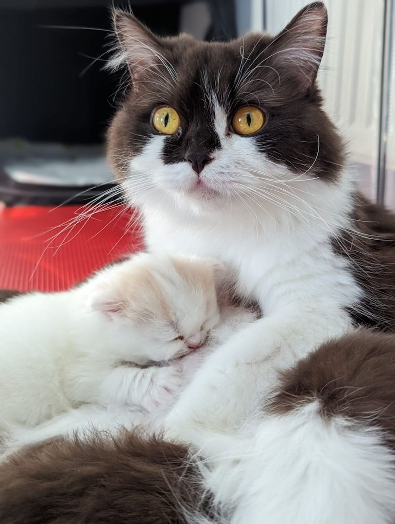 BKH / BLH Kitten mit Stammbaum