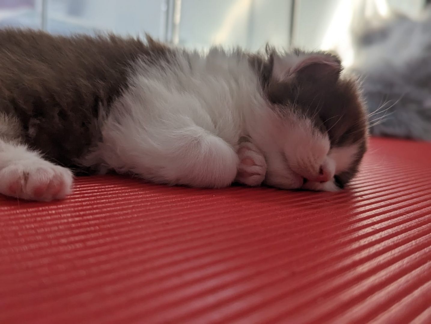 BKH / BLH Kitten mit Stammbaum