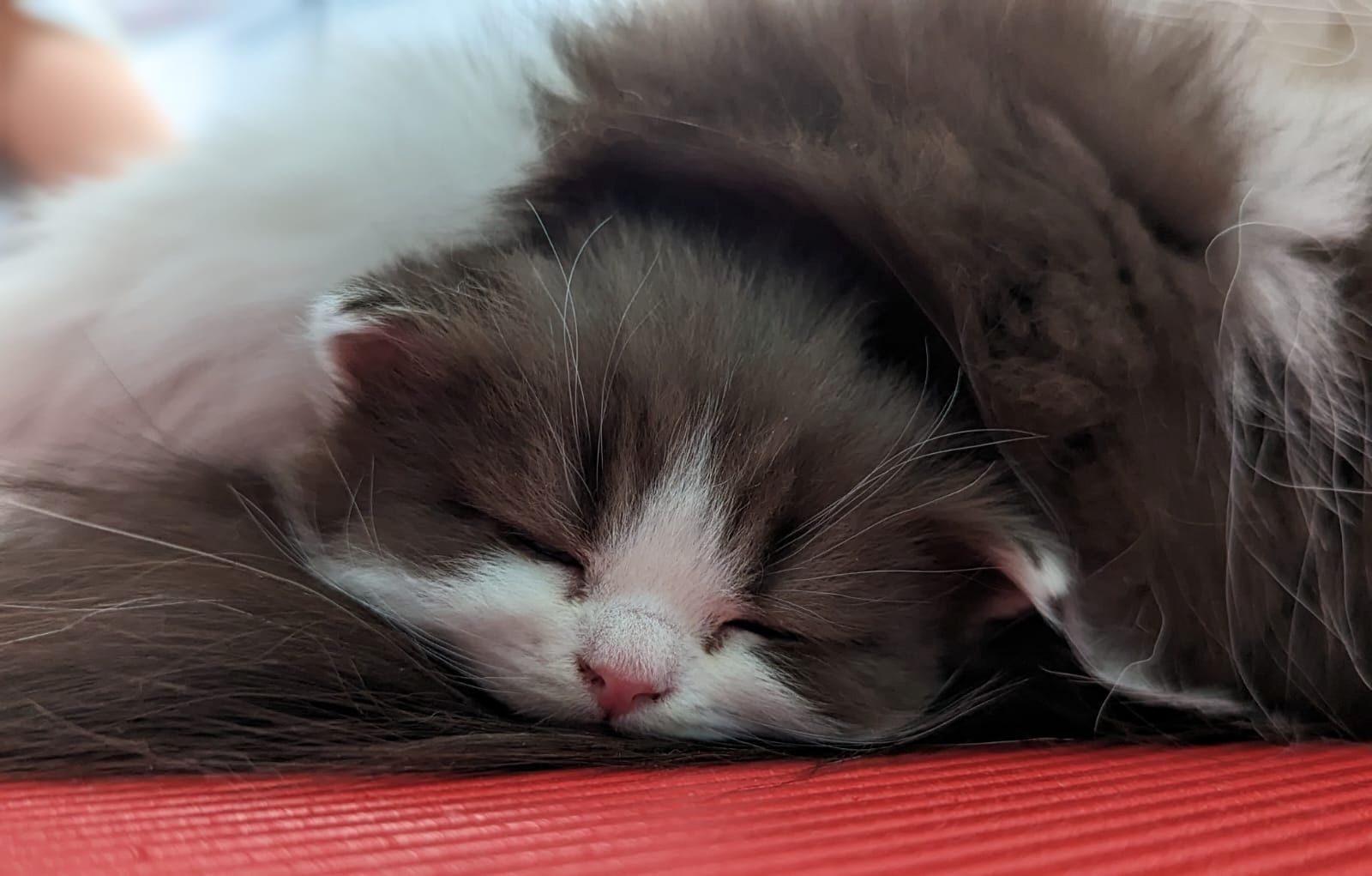 BKH / BLH Kitten mit Stammbaum