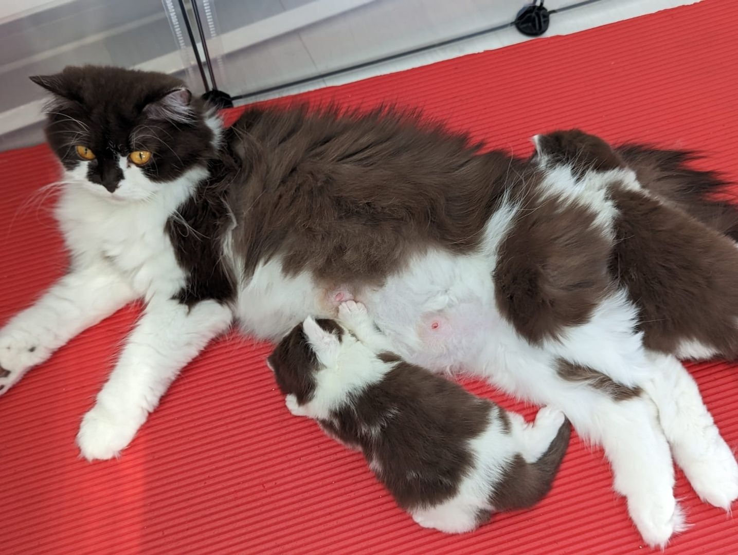 BKH / BLH Kitten mit Stammbaum