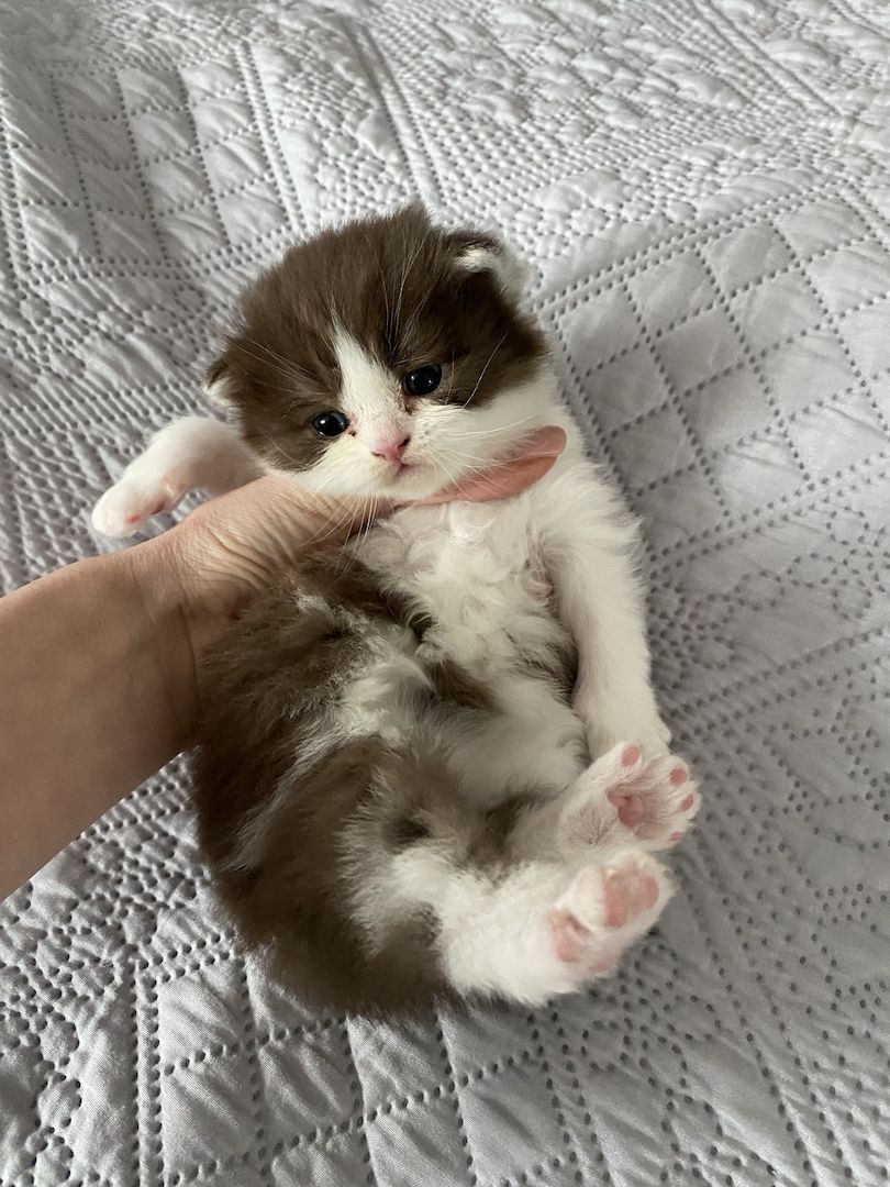 BKH / BLH Kitten mit Stammbaum