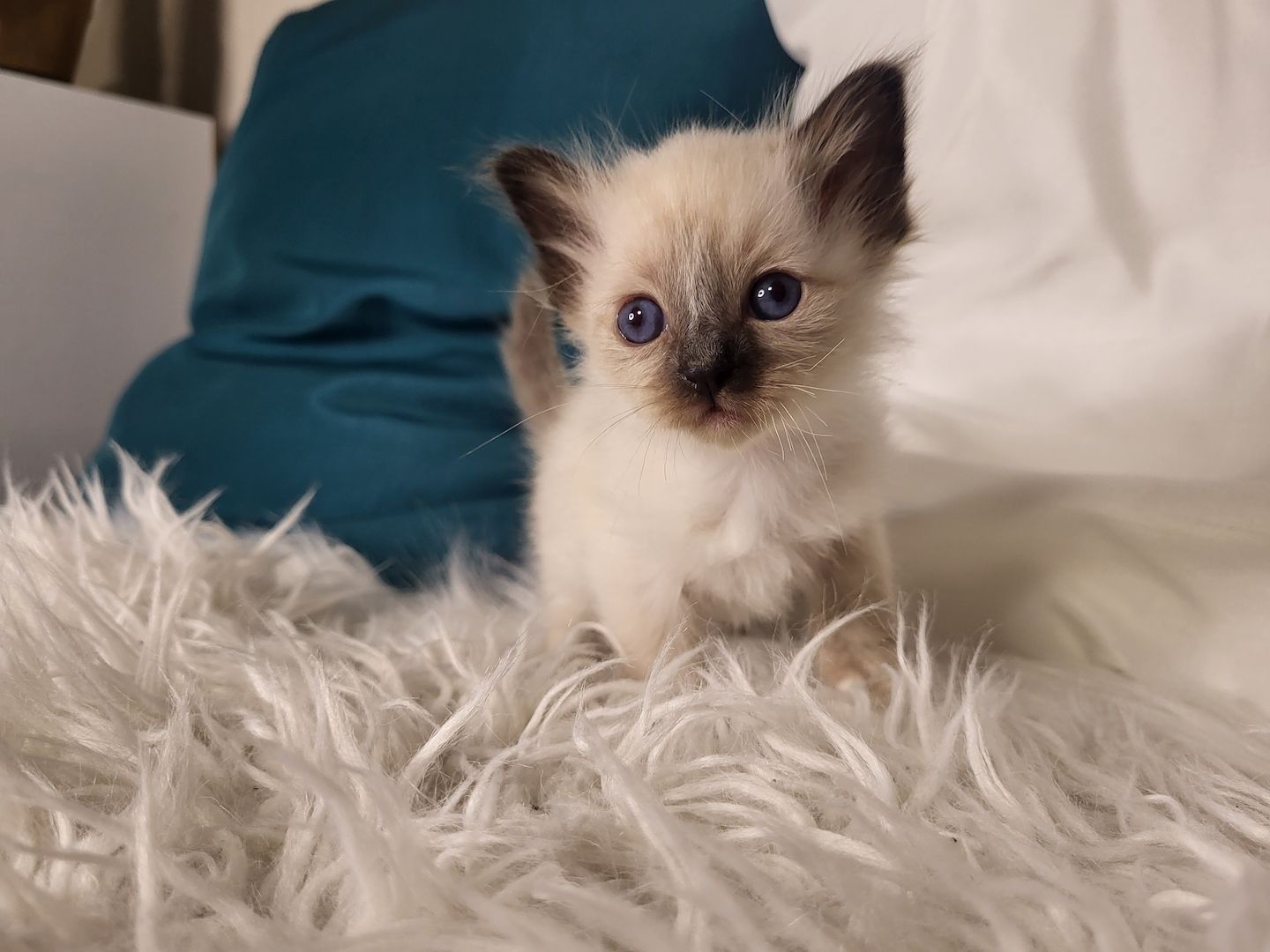 Heilige Birma Kätzchen zu verkaufen