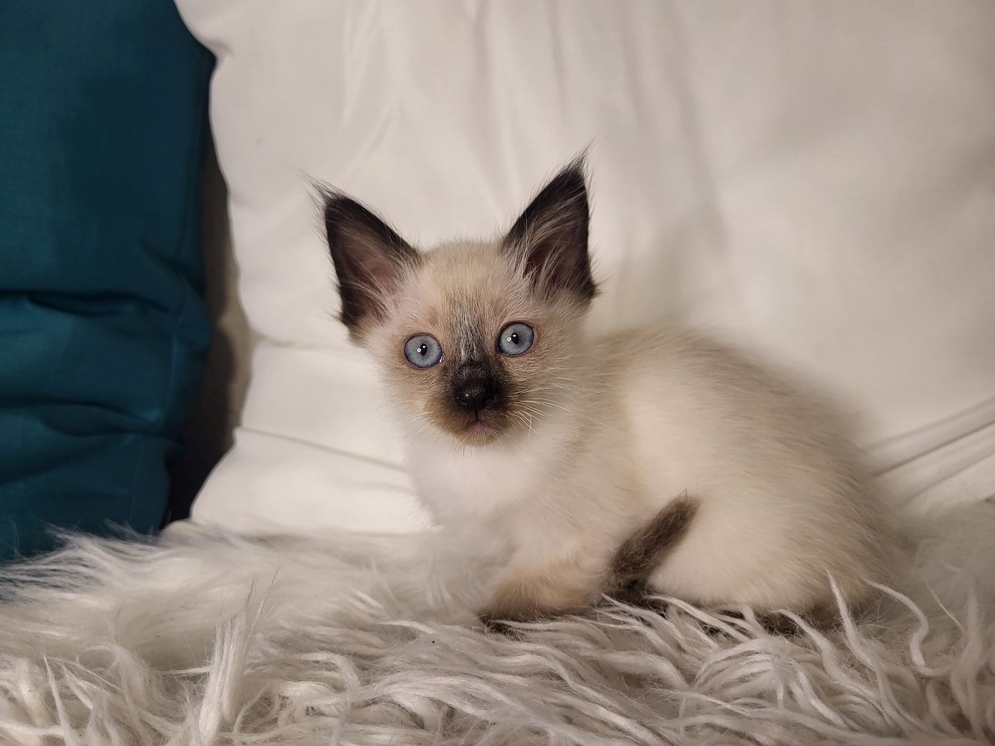 Heilige Birma Kätzchen zu verkaufen