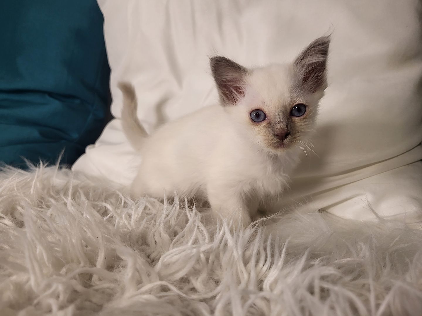 Heilige Birma Kätzchen zu verkaufen