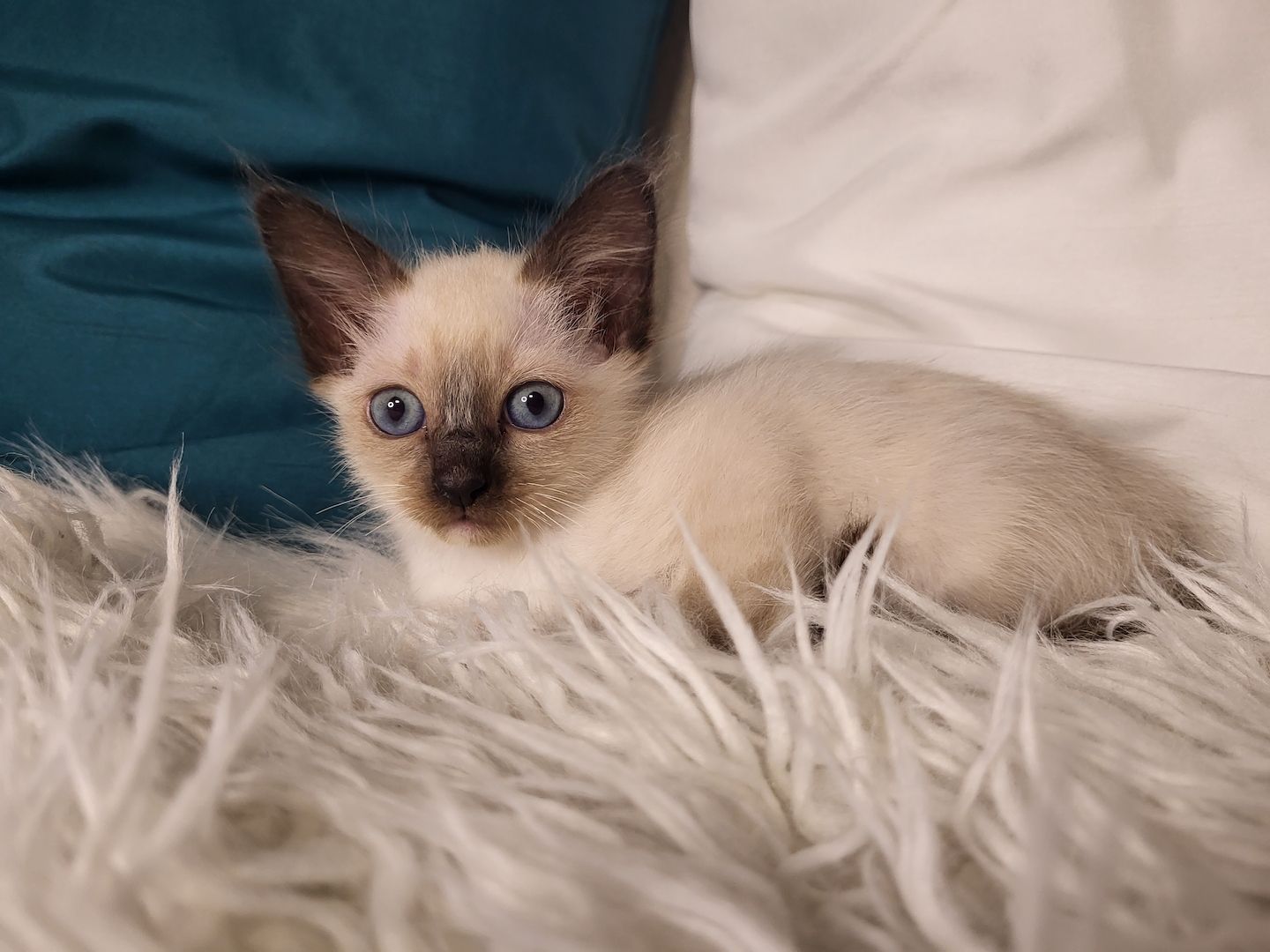 Heilige Birma Kätzchen zu verkaufen
