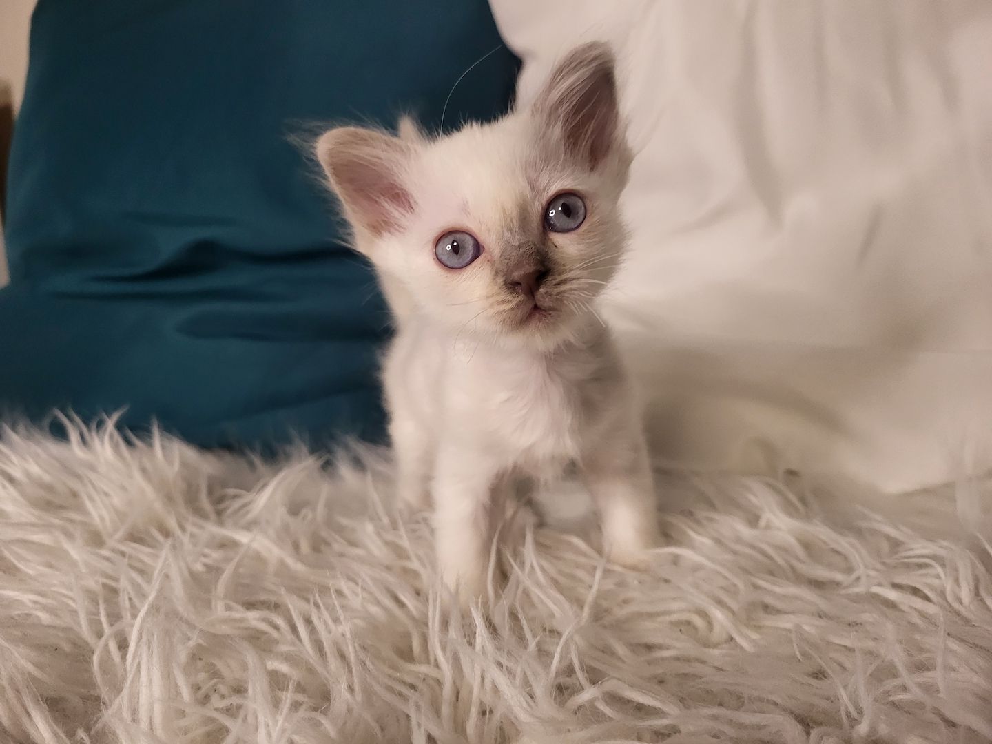 Heilige Birma Kätzchen zu verkaufen