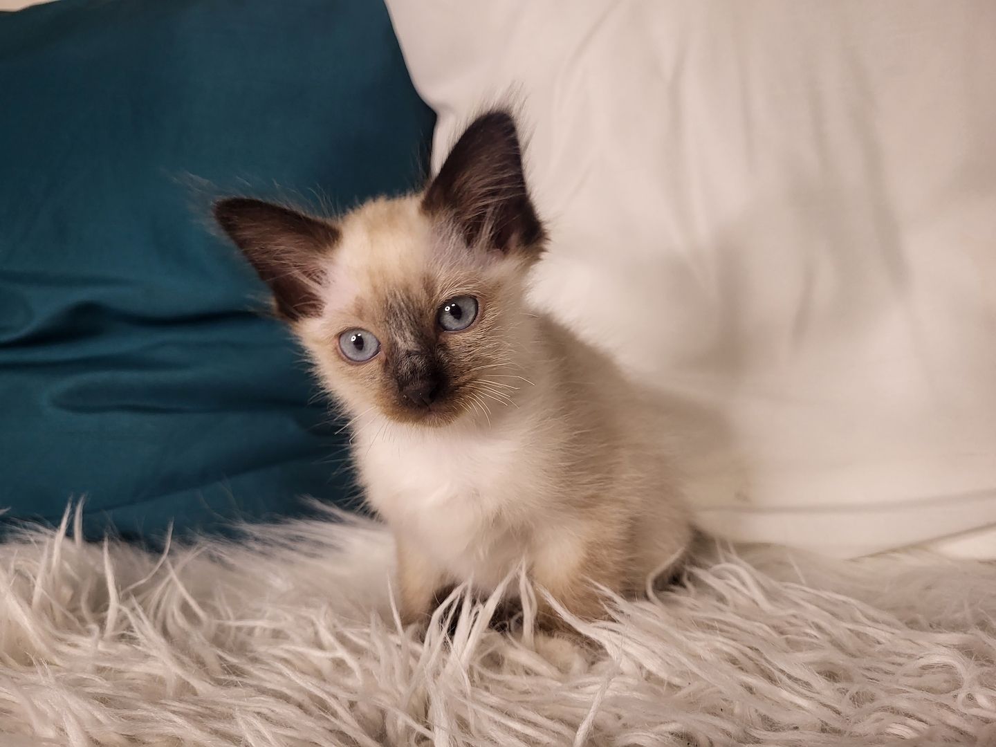 Heilige Birma Kätzchen zu verkaufen