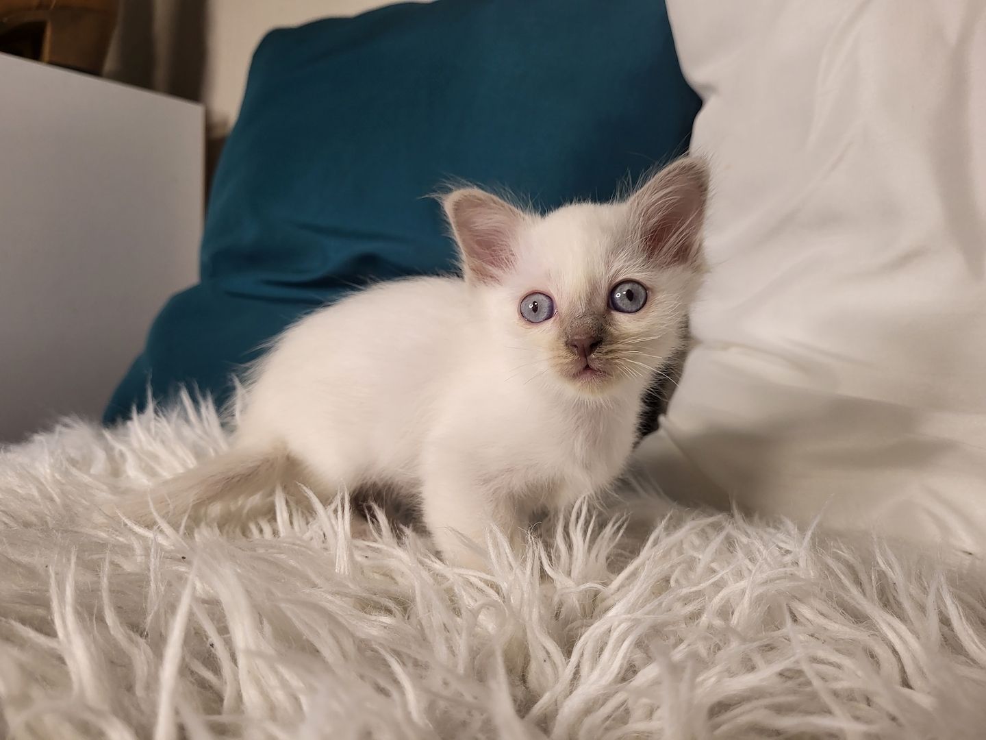 Heilige Birma Kätzchen zu verkaufen