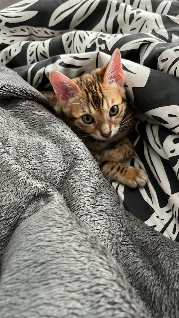 Zwei Bengalkitten suchen ein neues Zuhause