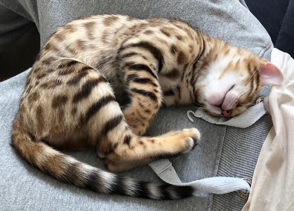 Zwei Bengalkitten suchen ein neues Zuhause