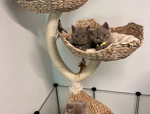 Wunderschöne BKH-Kitten mit Stammbaum abzugeben
