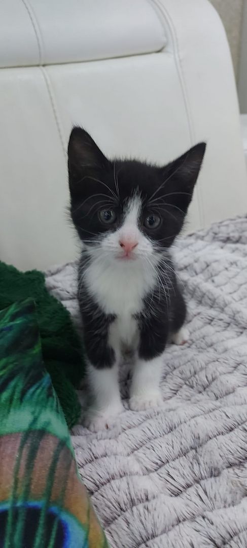 Europäische kurzhaarige Katzen