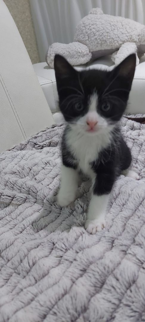 Europäische kurzhaarige Katzen