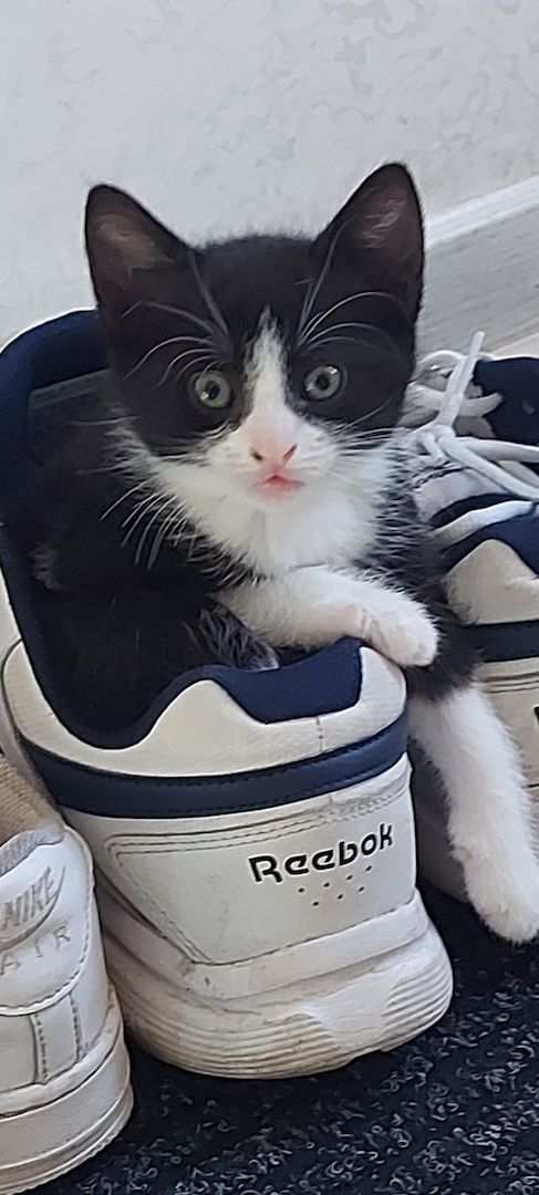 Europäische kurzhaarige Katzen