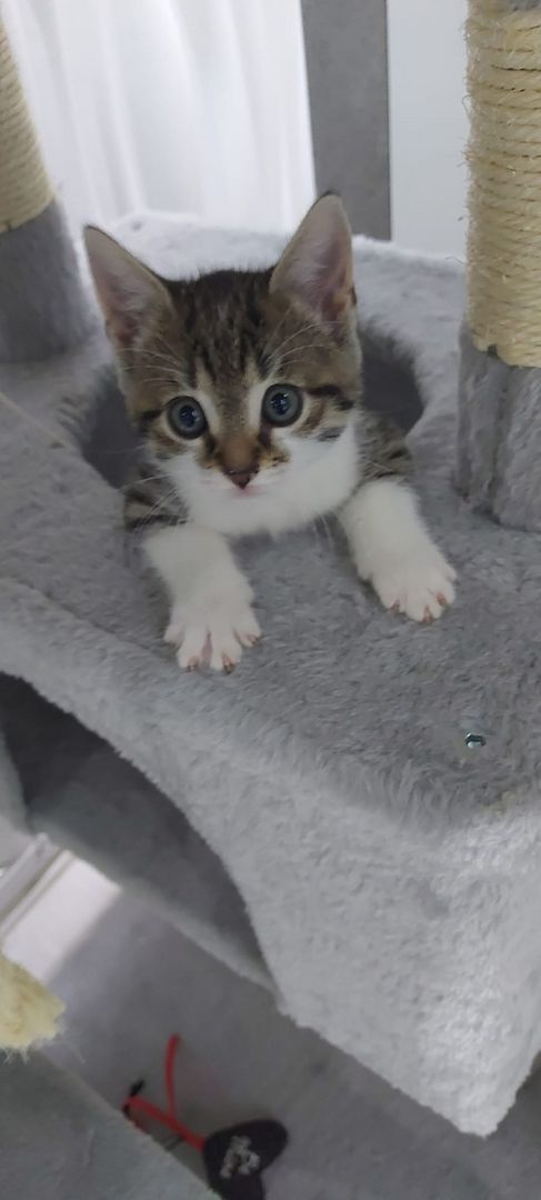 Europäische kurzhaarige Katzen